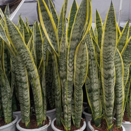 Высококачественная орхидея с тигровой кожей с золотистыми краями легко выращивается в помещении и очищает воздух, поглощает формальдегид и предотвращает радиацию, а также помогает спать.