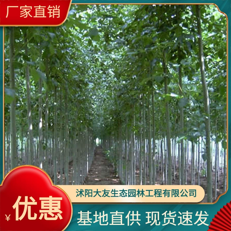 Поставка всех видов растений рассады базы прямой золы саженцы полные спецификации