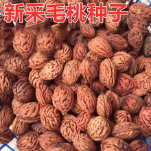 毛桃种子毛桃树种子毛桃核山杏子树桃树种子山桃种子可做嫁接果树