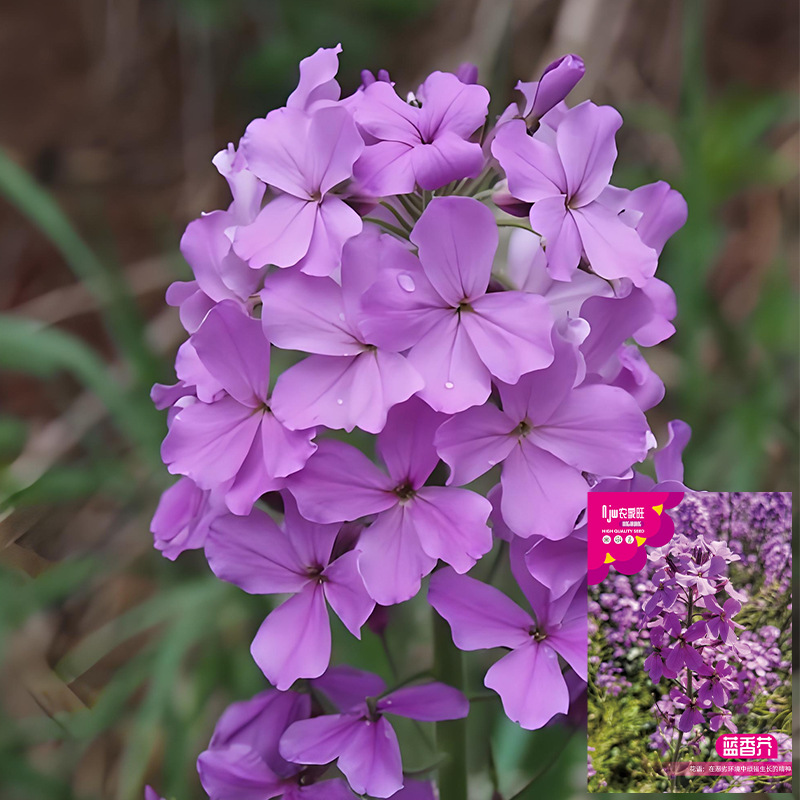 批发蓝香芥种子花卉种子彩色油菜花花籽庭院盆栽苗景观花海种籽子