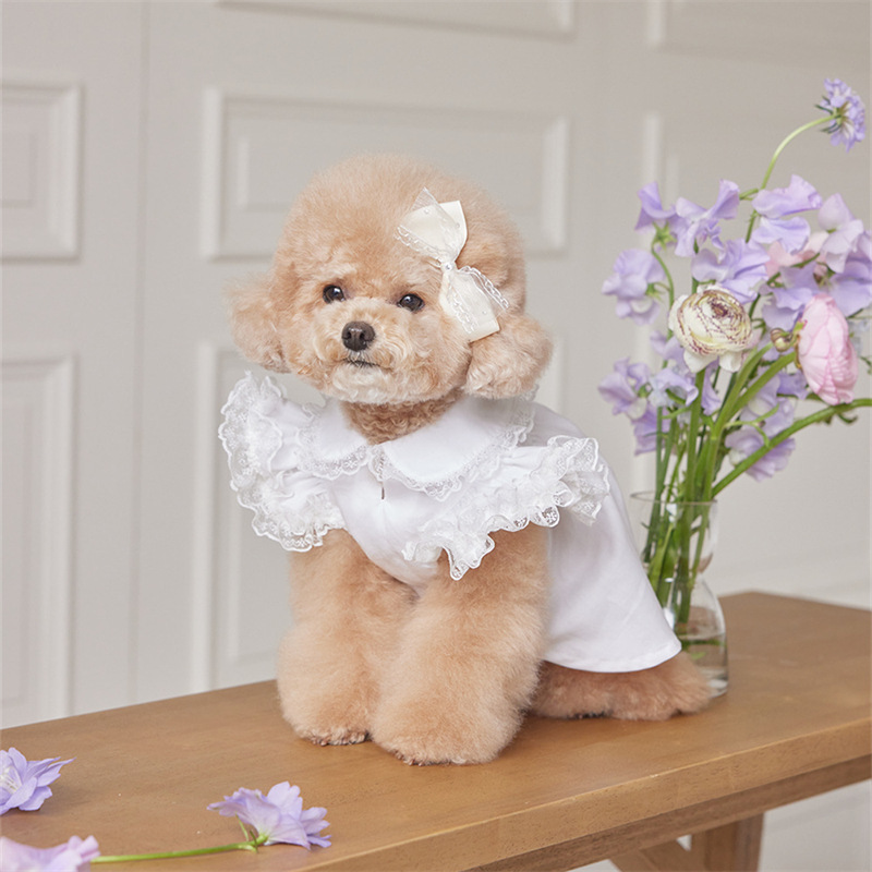 Perro mascota ropa de gato vestido de encaje de primavera y verano a juego tocado horquilla