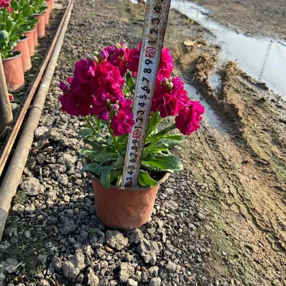 2201 база оптовая поставка фиолетовых горшечных рассады