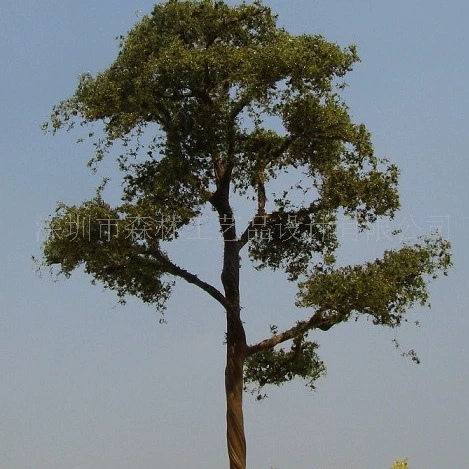 Микро-Ландшафт Студенческая модель Учебник Модель поезда Дерево Песочный стол Модель Дерево W196