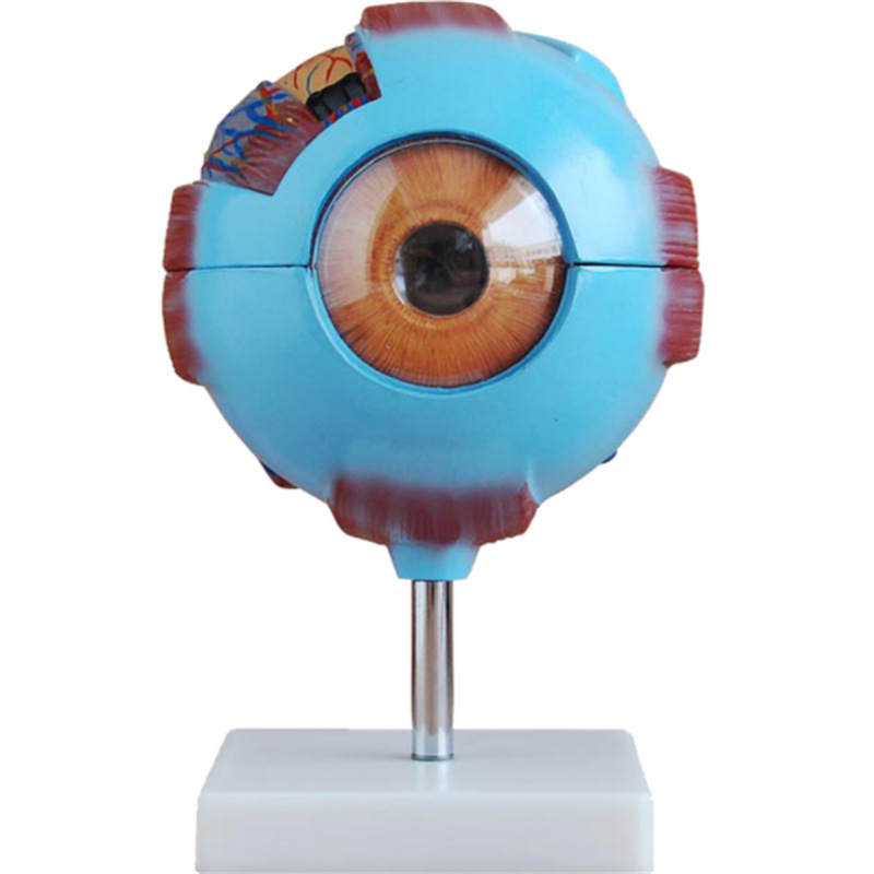眼球放大模型_副本