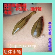 野生野生蚂蝗活体水蛭吸血蚂蟥金边水蛭菲牛蛭清淤血通络壮医好货
