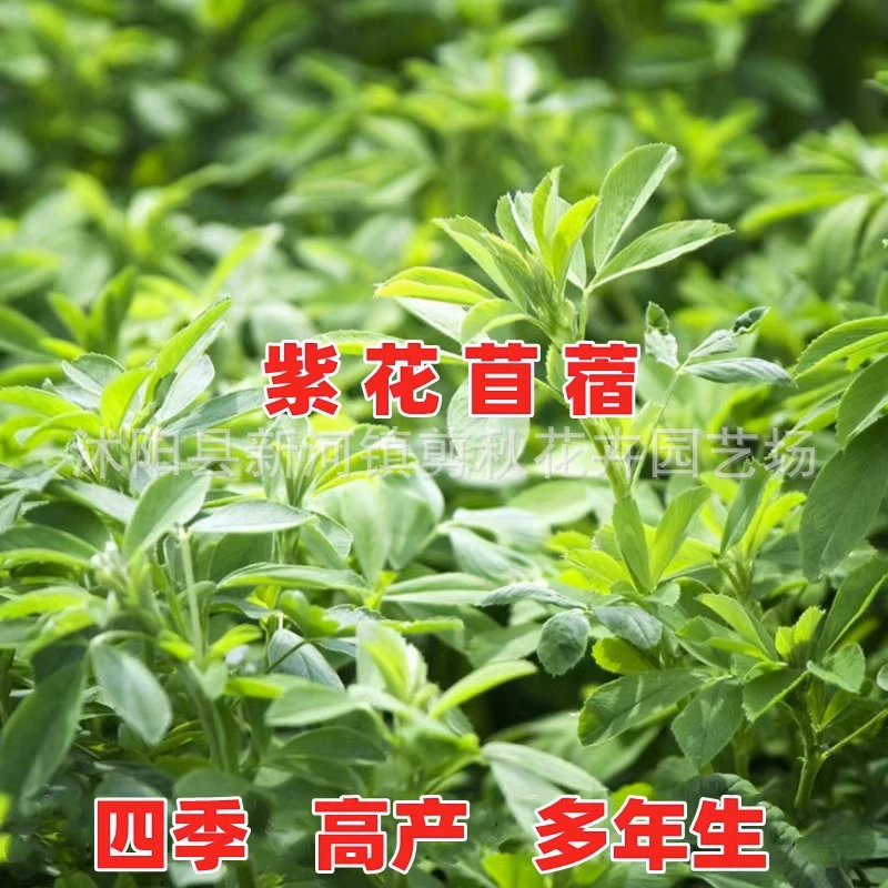 Импортные семена люцерны многолетние кормовые семена Four Seasons разведение овец крупного рогатого скота Курица Утка Кролик Рыба кормовая трава Семена