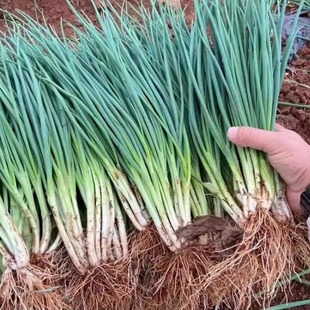Douyin's Popular Dropshipping Four-Season Chive Seeds Are Easy to Grow Chives in All Seasons, Balcony Indoor Potted Family Vegetable Seeds