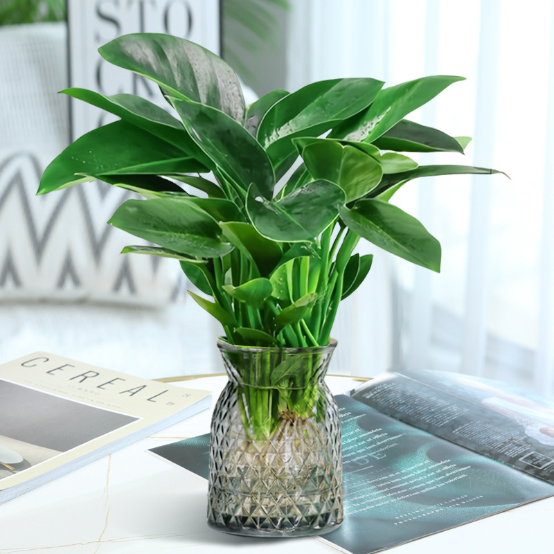 고급 대형 금다이아몬드 3개(투명 다이아몬드 천주머니) + 크리스탈 머드 + 영양액