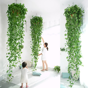 Large Pot of Green Radish with Long Vines, Potted Green Radish for Indoor New House, Formaldehyde-Absorbing Hanging Plant, Wall-Climbing Green Plant, Long Vine Spider Plant