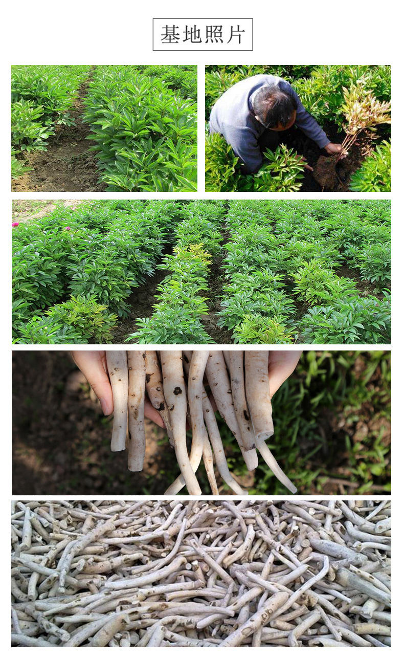 White Peony Root Slices Bai Shao 500g Dried Paeonia lactiflora Bulk Herbal Tea and Decoction Pieces quality and texture