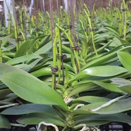 Популярные саженцы фаленопсиса с длительным периодом цветения, интересные родственные саженцы, большие саженцы, комнатные растения для гостиной и цветы, которые легко содержать в порядке.