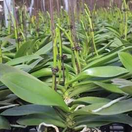 网红蝴蝶兰苗花期长久趣味原生苗兰花大苗客厅室内植物花卉好养活