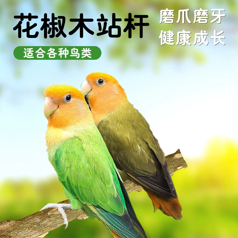 Перец Деревянная подставка стержень большой брат молочница брат Перец Дерево Попугай Птица поставки шлифовальный коготь палка попугай шлифовальный рот стенд стержень