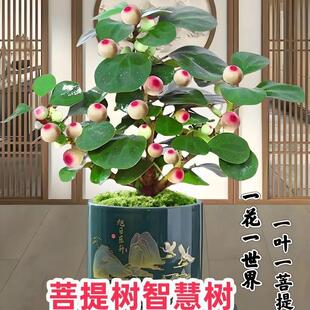 Small Bodhi Tree Balcony Indoor Zen Potted Plant for All Seasons, Easy to Maintain in Living Room, Office Desktop Green Plant, Fortune-Attracting Plant