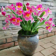 �נ����mϡ�������mƷ�N���������m�������������m���Ի��ܾGֲ