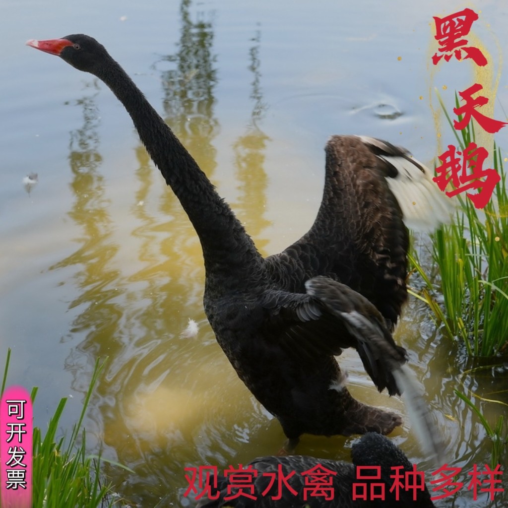 成年黑天鹅一对纯种黑天鹅活体观赏成年黑天鹅价格 单只可拍 金禾