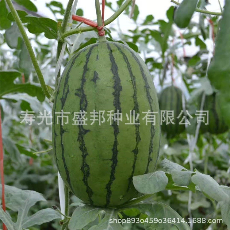 Привитые подарки арбуз саженцы красный нефрит маленький орхидея черная красавица 2K живой арбуз саженцы