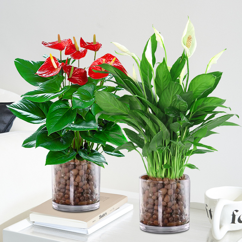 [2포트 패키지] 프리미엄 안스리움 + 프리미엄 화이트 팜 (원형 실린더 + 세람사이트)