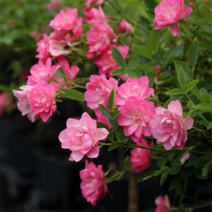 A generation of Tianhe stars rose flower seedlings pink rose flower indoor balcony four seasons potted flowers green European month