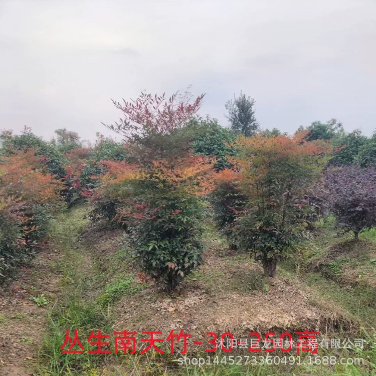 Саженцы бамбука Нантиан, бамбук Нантиан, бамбук Нантиан с красными листьями, осенние и зимние лиственчатые растения, дворовые растения, саженцы инженерного зеленения