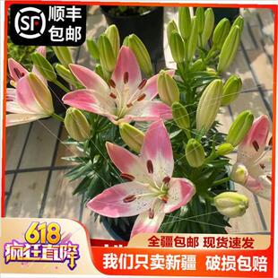 Xinjiang Free Shipping Zone Perfume Lily Bulb Potted Plant Imported Double Lily K Large Bulb Indoor Blooming in All Seasons