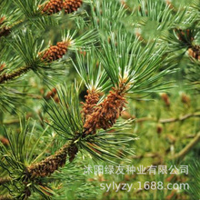 批發杉木  杉樹種子 杉樹屬松科常綠喬木高可達30米胸徑3米樹干端