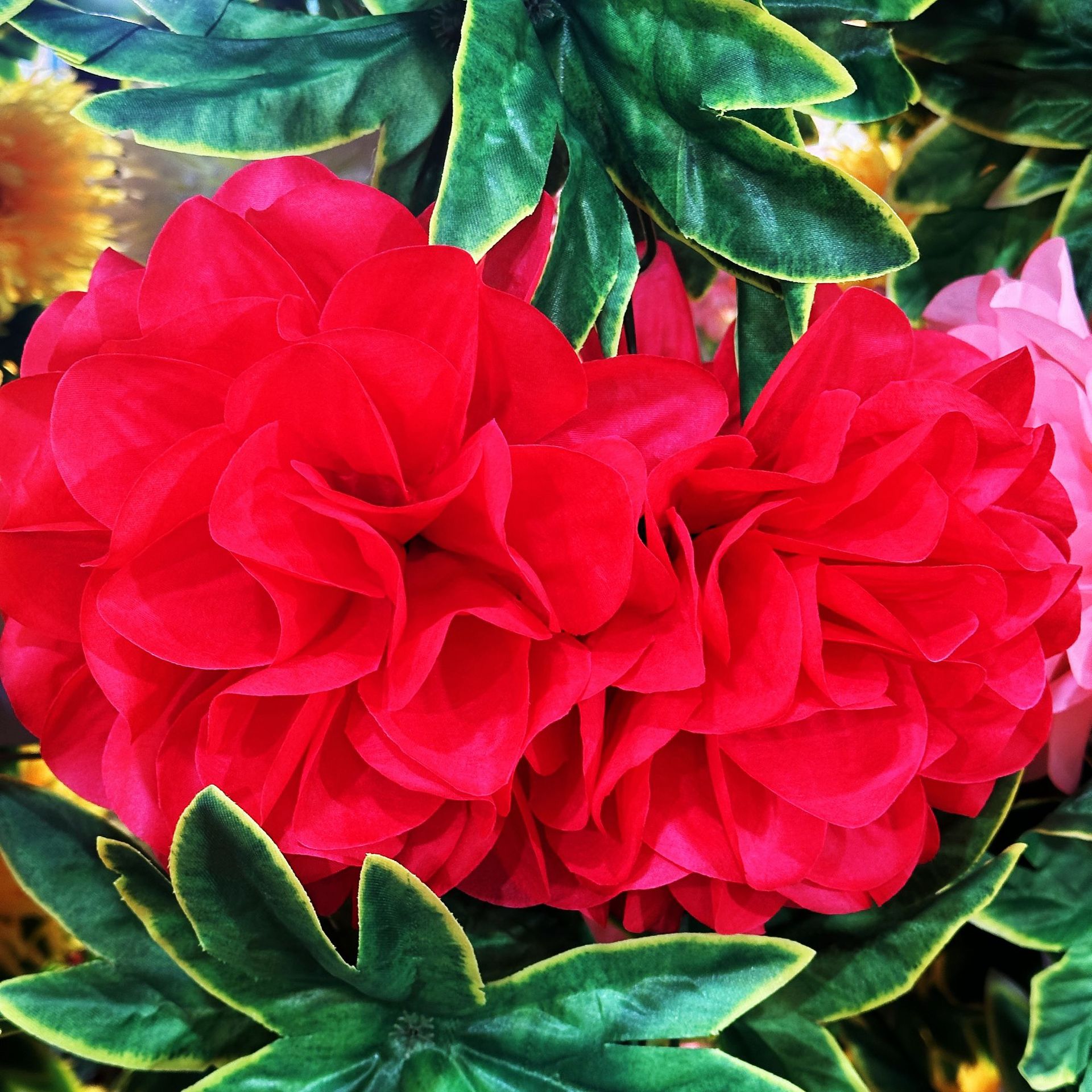 Rose Red (10 heads, 2.5 meters)