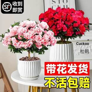 ���N�����Ԏ����������Ϙ����w�҃��̨���F�r�����ļ��_��ֲ��