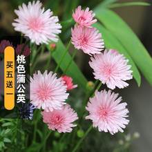 桃色千本蒲公英种子200粒crepis rubra粉色还阳参花籽盆栽春季播