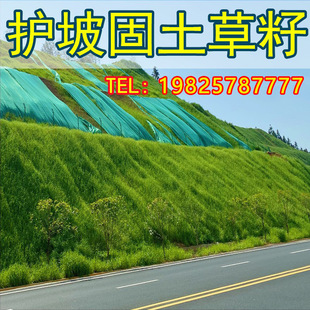 Lawn Grass Seeds for Slope Protection and Soil Stabilization, Evergreen Grass Seeds for All Seasons, High-Quality Ryegrass, Cold-Resistant and Drought-Tolerant, Greening Project, Dog Tooth Grass Seeds
