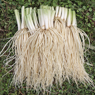 ��ϵº����rƲ�˸��ֲ˸���²˸��������˿�����500�����r�߲�