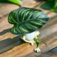 Leaves Cool Simulation Frog Ornaments Fish Pond Fish Tank Micro Landscape Layout Landscaping Home Balcony Courtyard Crafts