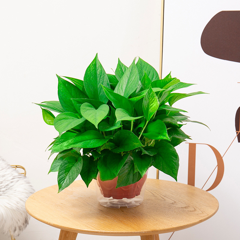 팔각형 붉은 화분 60개, 화분 1개 + 흡수성 화분