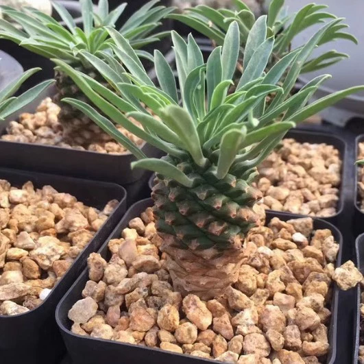 Железная броня Кирин с одной головкой, голый корень, размер доставки 4- <не1> суккуленты в основном см. Корь Эмешань