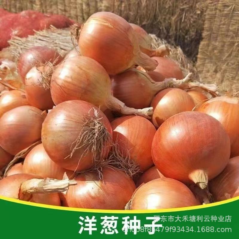 【新种】非转基因黄皮洋葱籽洋葱种子四季耐热耐寒阳台盆栽蔬菜种