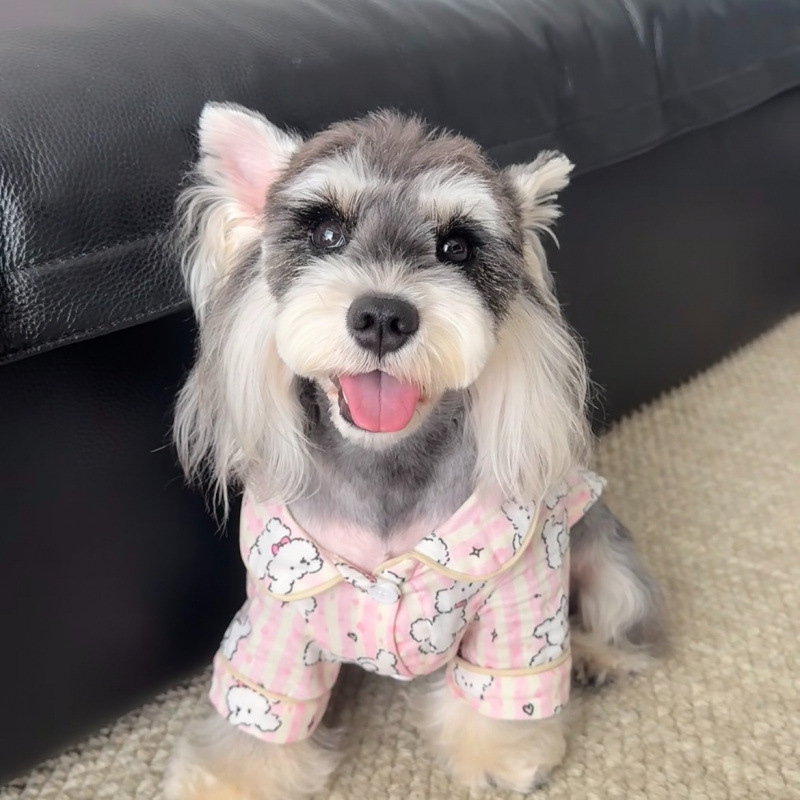 Ropa de Protección Solar para Mascotas Anticaída de Pelo y Ligera para Verano y Hogar image 7