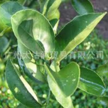 供应苦橙叶精油 Petitgrain oil,CAS 8014-17-3 苦橙叶油 橙叶油