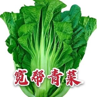 ������˷N�Ӱ�����n�ݲ�����~���＾�Ĵ���ɫ��˷N��