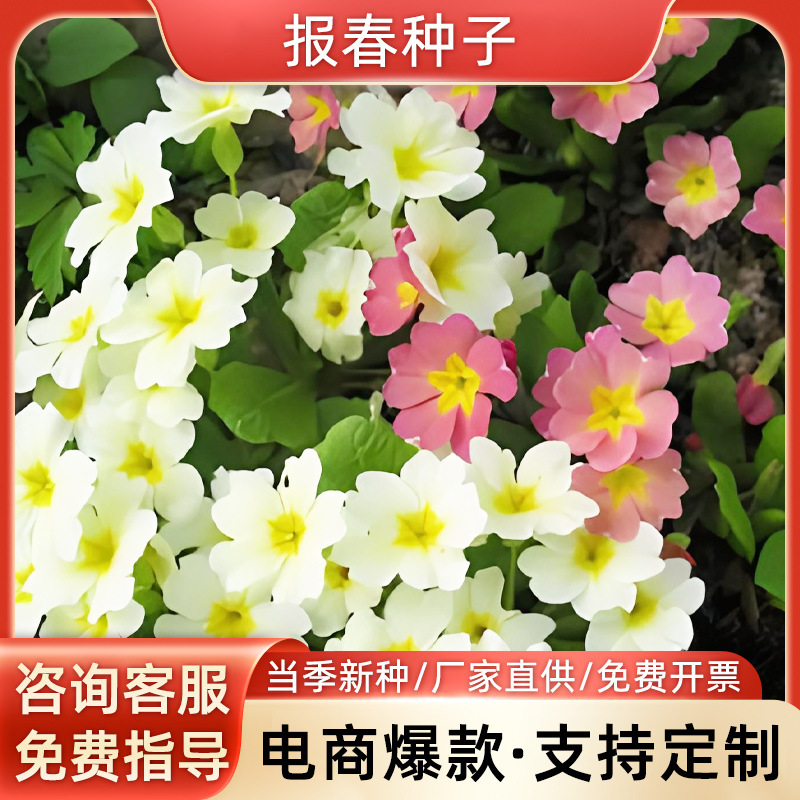 欧洲报春种子四季播耐寒易种活盆栽花种阳台庭院景观花卉报春花籽