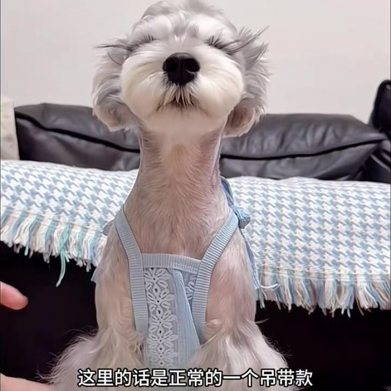 Pet Dog Harness Retro Bow Little Harness encaje que osos Schnauzer Teddy Yorkshire ropa
