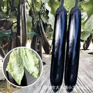 �������L�ѷN���ļ����쿹���߮a����ͥԺ�ѷN�Ӿ������߲˷N����