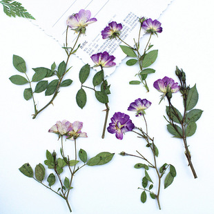 Branched Side Pressed Spiked Purple Rose Small Dried Flowers Wholesale Embossed Plant Specimen Real Flower Baffles Handmade Bookmark Table Lamp