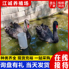 ���N�����ZС���������ZÓ����������Z��ĸһ�����^�^�p�Z