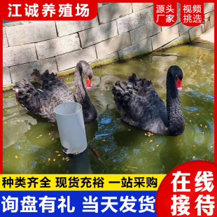 ���N�����ZС���������ZÓ����������Z��ĸһ�����^�^�p�Z