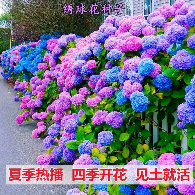 Семена гортензии Бесконечная летняя гортензия, семена цветов многолетние, морозостойкие и термостойкие, горшечные растения для двора, балкона, для посева в любое время года.