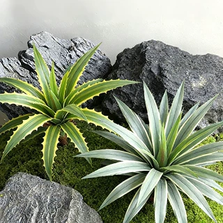 绿植造景室内装饰景观单枝小配材千手剑麻多肉假植物美陈布置