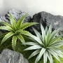 布置多肉景观绿植造景