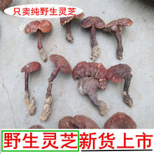 野生灵芝伏牛山纯野生灵芝野生整枝赤灵芝深山林芝灵芝自采灵芝菌