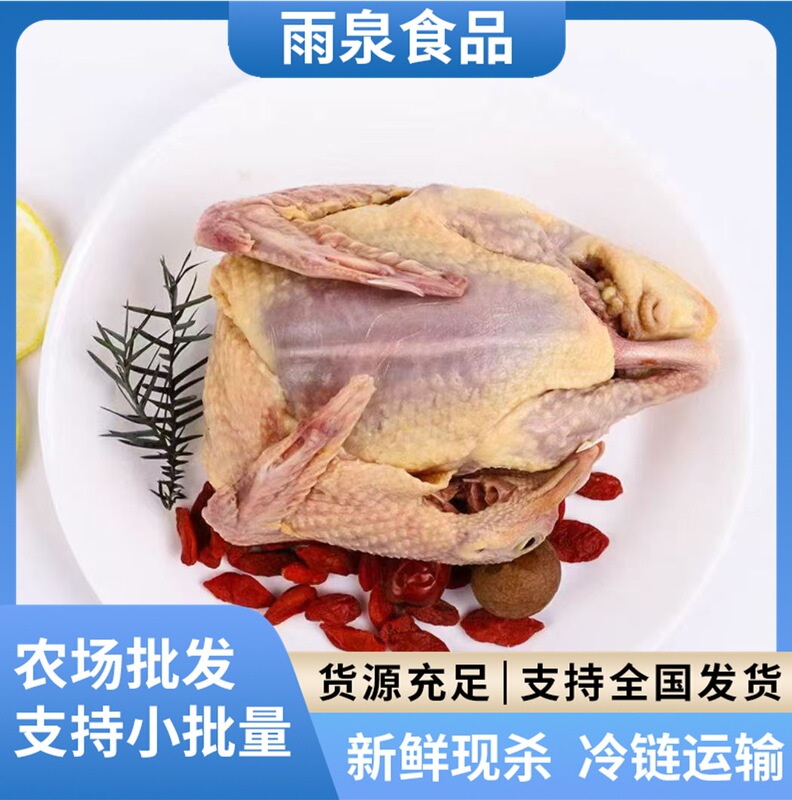Freshly Killed Pigeon Meat from Farm Wholesale, Full-Grown and Sufficient Quantity, Pigeon Meat for Stewing and Roasting