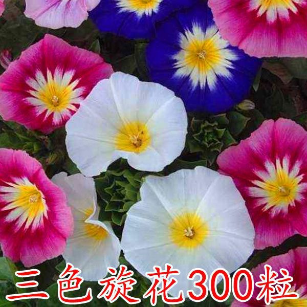 Semillas de flores, plantas en macetas, balcón, jardín, margarita, girasol, lavanda, pétalos dobles, semillas de girasol